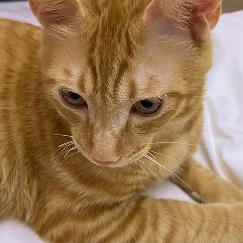 2个月猫胡子断了