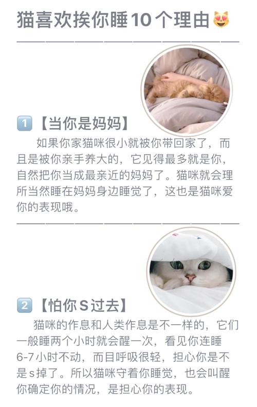 猫猫为什么喜欢和人睡,和猫咪一起睡注意事项