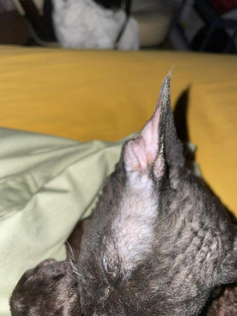 猫耳朵边缘结痂