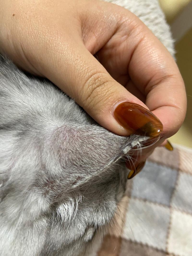 猫咪耳朵边缘有皮屑结痂