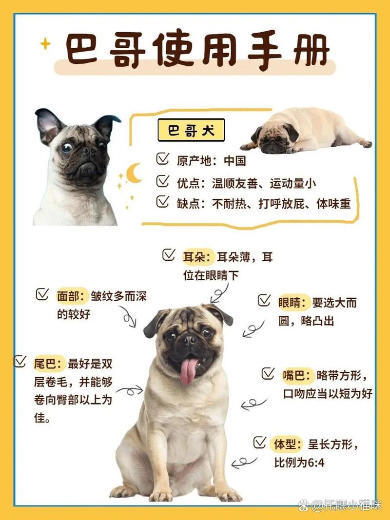 巴哥犬和拉布拉多哪一个好养啊,说说优点缺陷吧