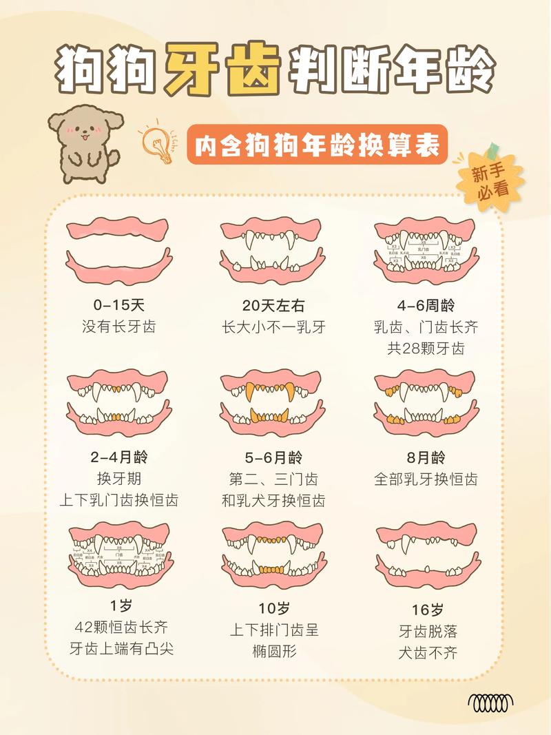 狗狗几个月开始换牙