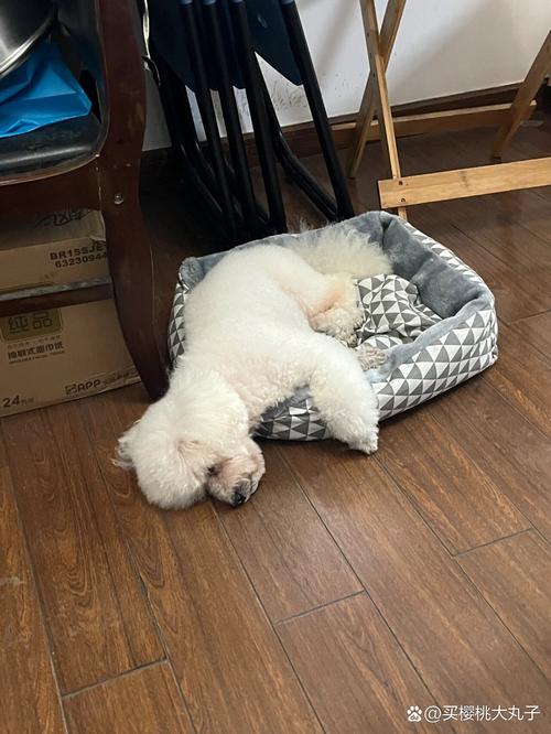 10斤比熊一天吃多少?