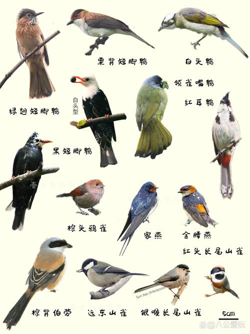 什么鸟具有很高的观赏价值