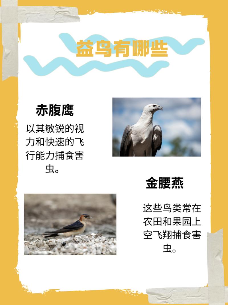 黄雀有几个品种
