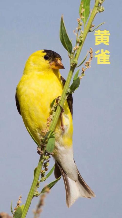 黄绿色的毛黑色的尖尖的嘴巴,谁问是什么鸟??