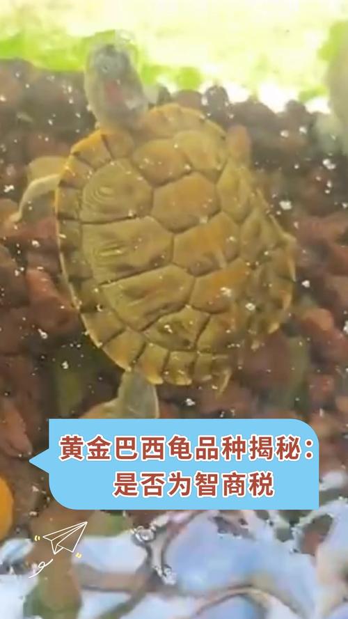 巴西龟与黄金鬼的区别