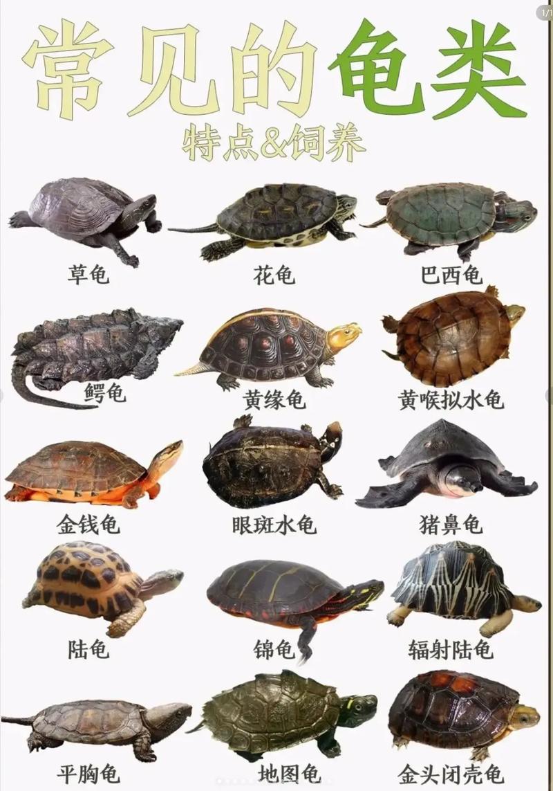 什么是黄金甲山龟?什么是黄金甲山龟?