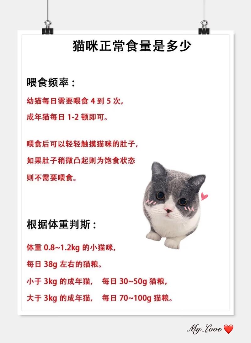 小猫多大可以自己吃饭啊?