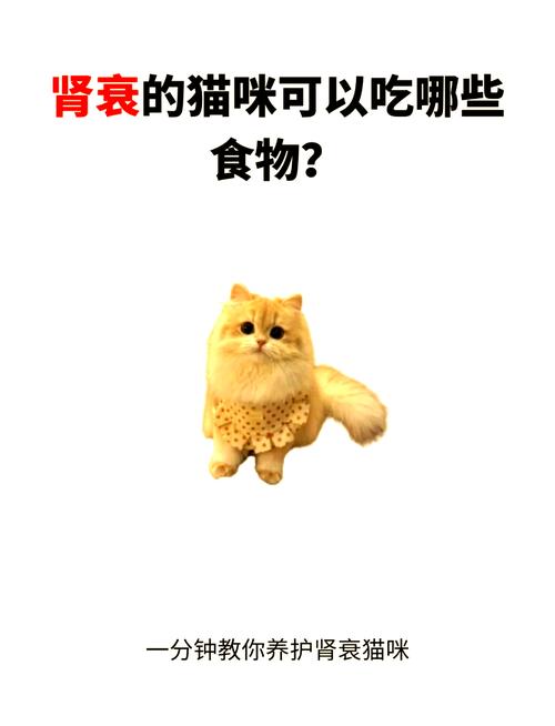 猫咪肾衰竭可以吃饭吗