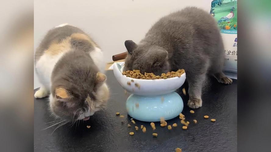 猫可以吃饭吗