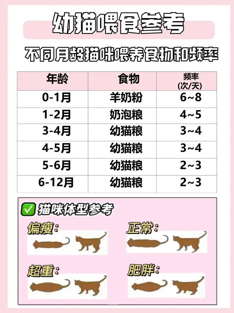 多大的猫咪可以开始吃猫粮呢?