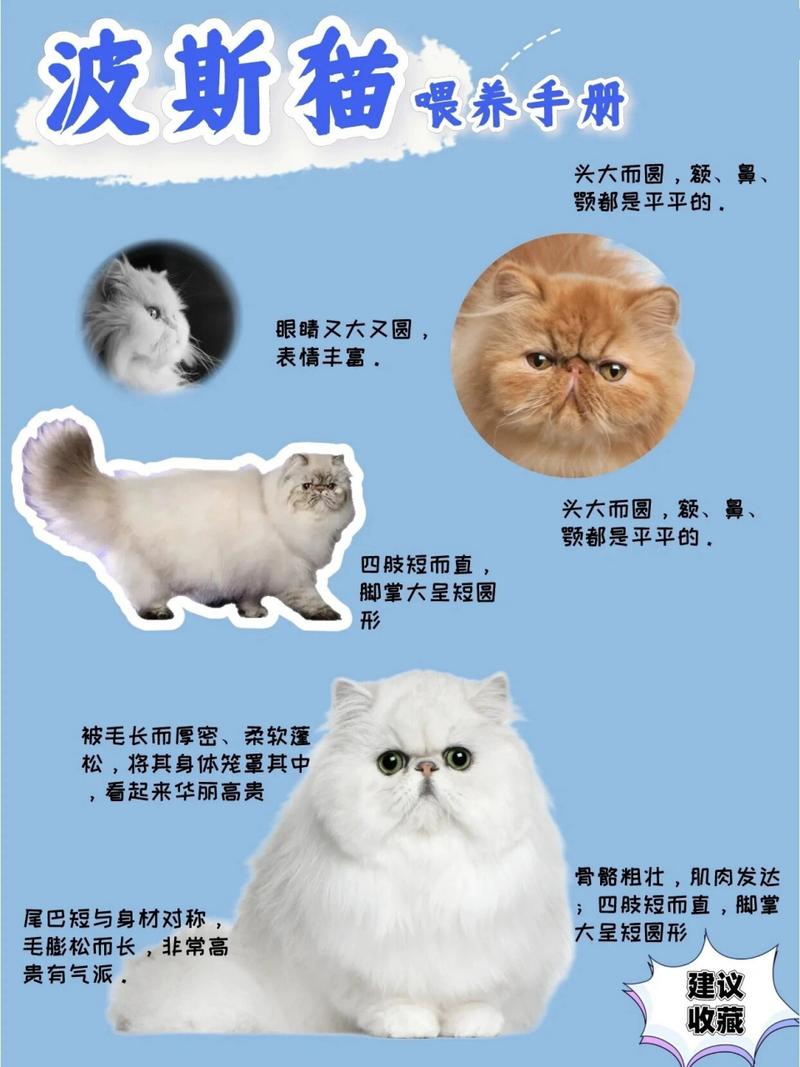一只白色黄眼波斯猫多少钱