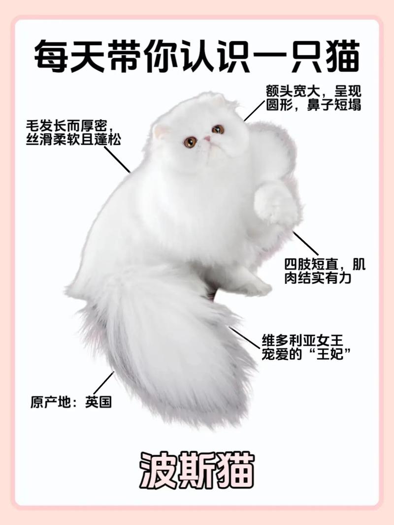 白色波斯猫多少钱?毛色上判断波斯猫品种?