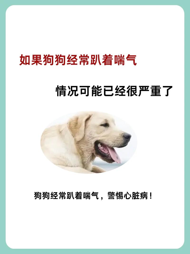 狗狗吃多了,然后晚上一直这样喘气?