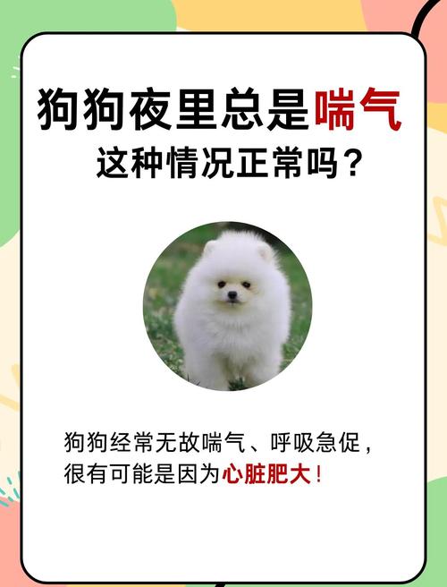 狗狗为什么出去一直喘