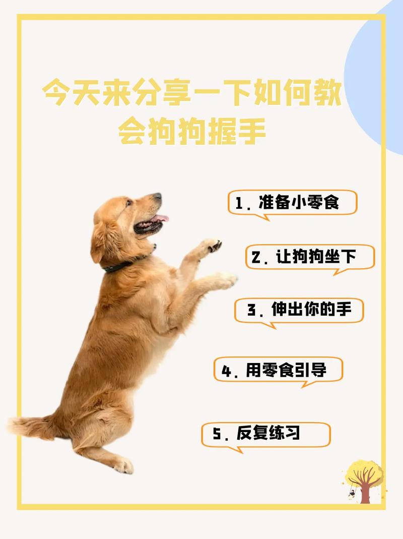 怎么教狗狗学握手