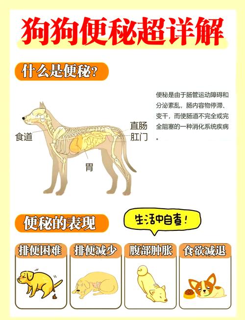 狗狗排便不畅应该怎么办?