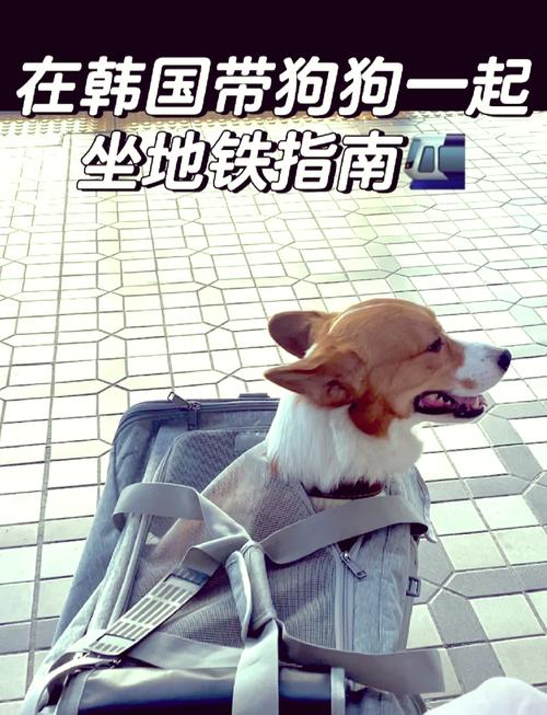 狗狗可以进地铁吗？狗狗可以上地铁？