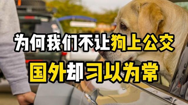 为什么狗狗不能坐地铁