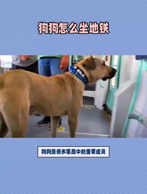 请问坐地铁可以带狗狗吗!?
