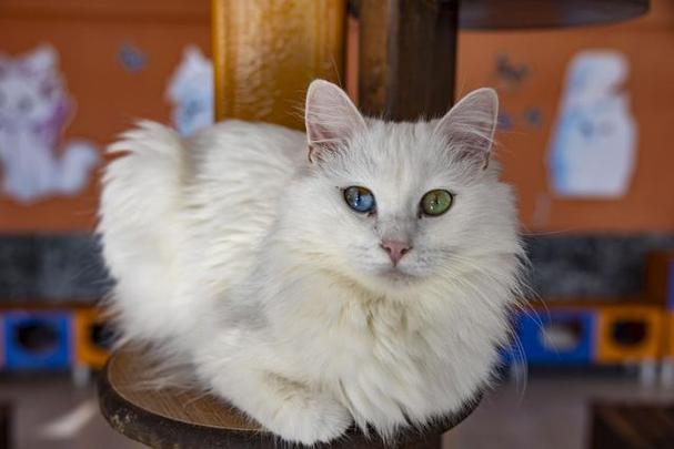 猫界四大“卷毛猫”,每一种都很出色,你养过吗?
