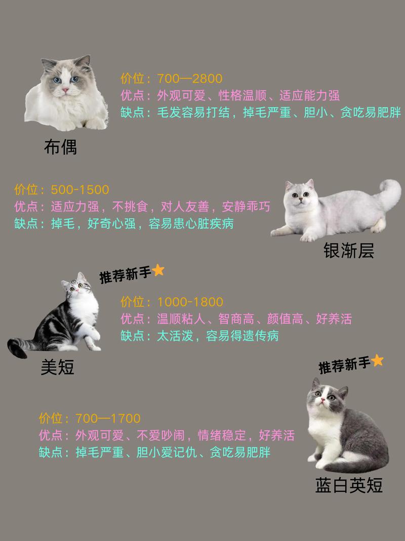 您家的猫都叫啥名字?