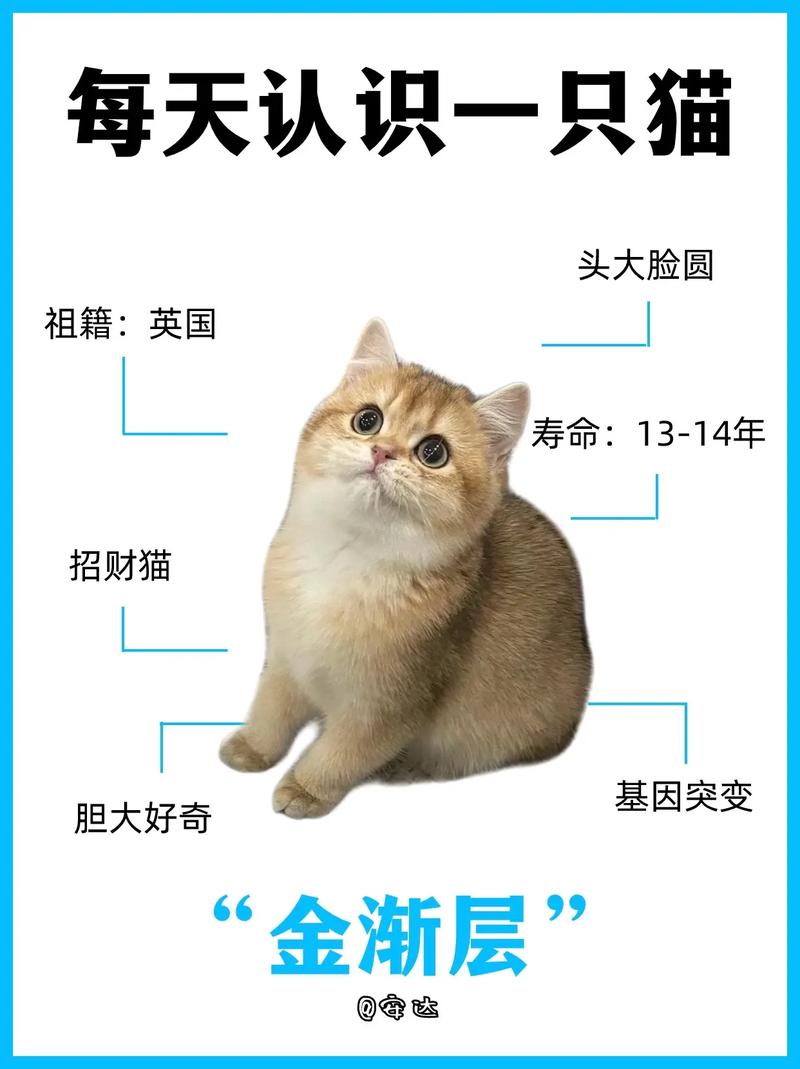 招财猫是什么品种的猫?