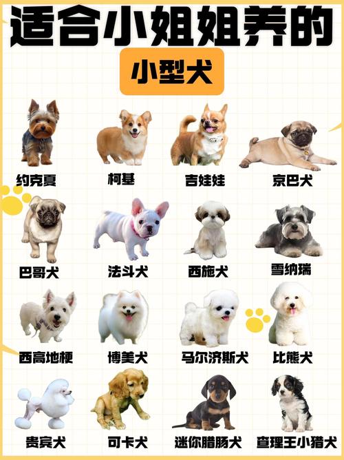 什么宠物狗最便宜100左右?