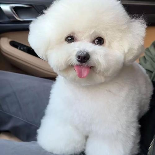 田园犬多少钱一只一只纯种中华田园犬大概需要多少钱