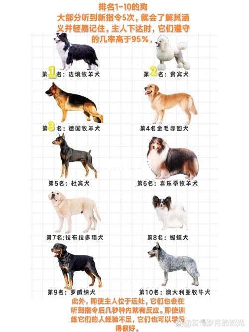 世界名犬排名
