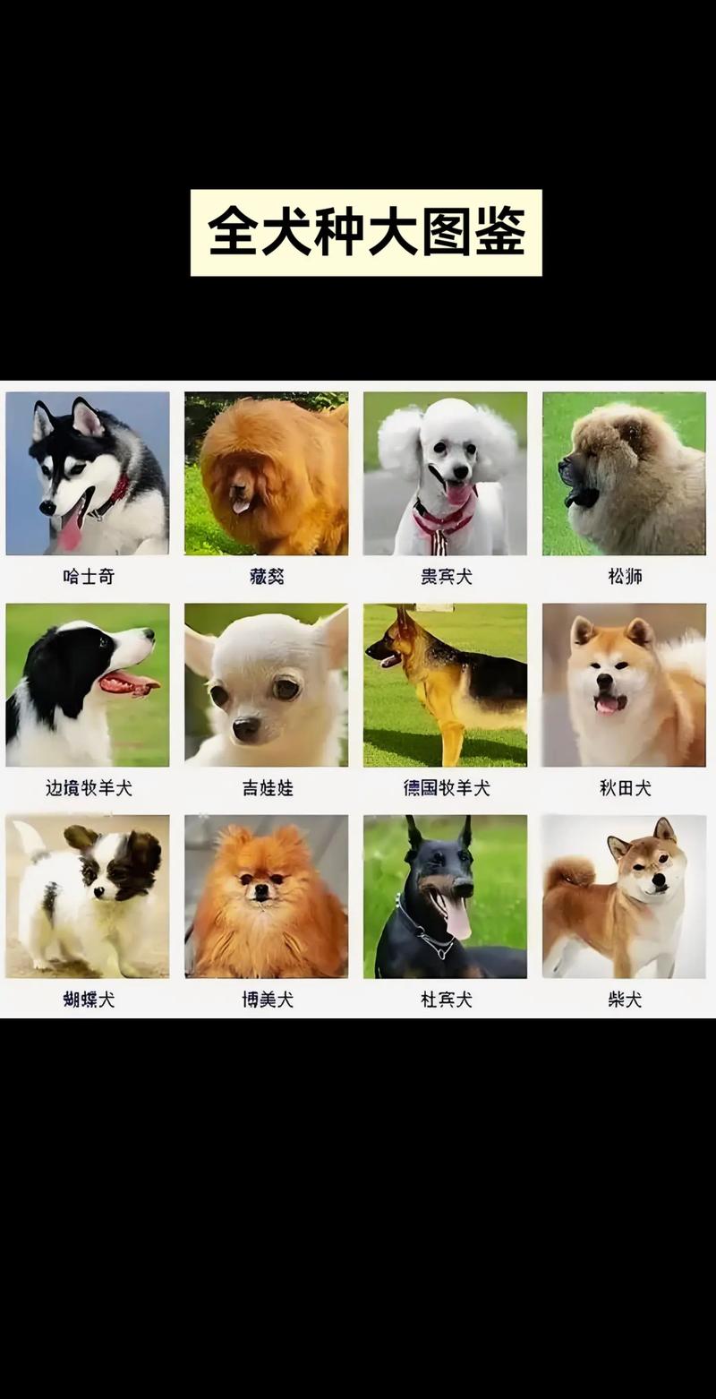 世界名犬排名前100图及名称