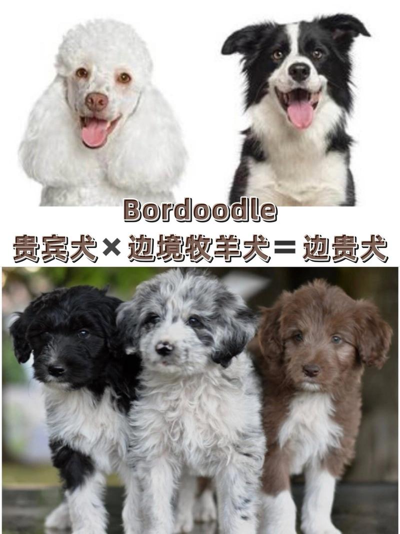 巴尔干猎犬多少钱一只，巴尔干猎犬费用
多少？