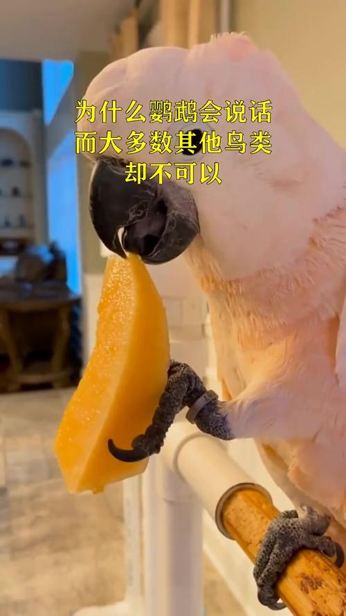 黄桃鹦鹉会说话吗?
