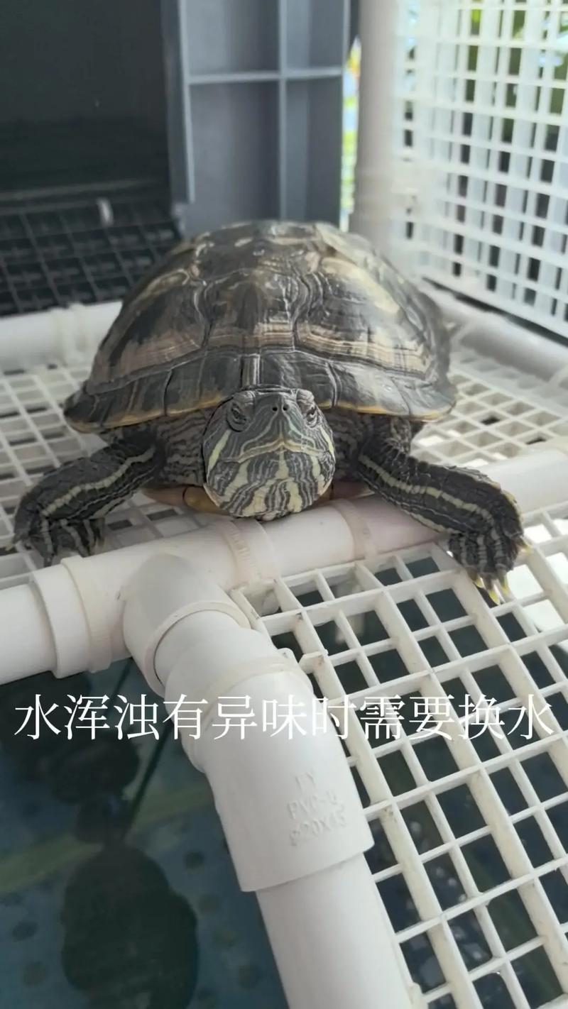 黄金巴西龟冬眠吗？黄金巴西龟怎么冬眠？