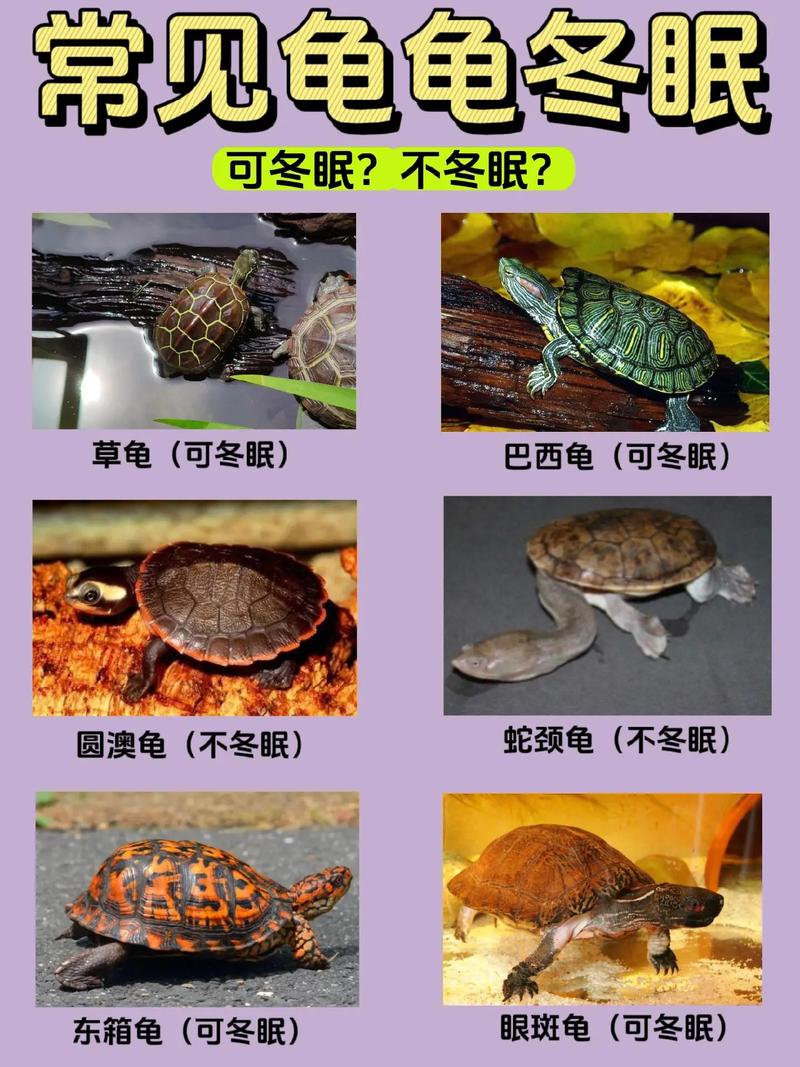 黄金巴西龟怎么冬眠?