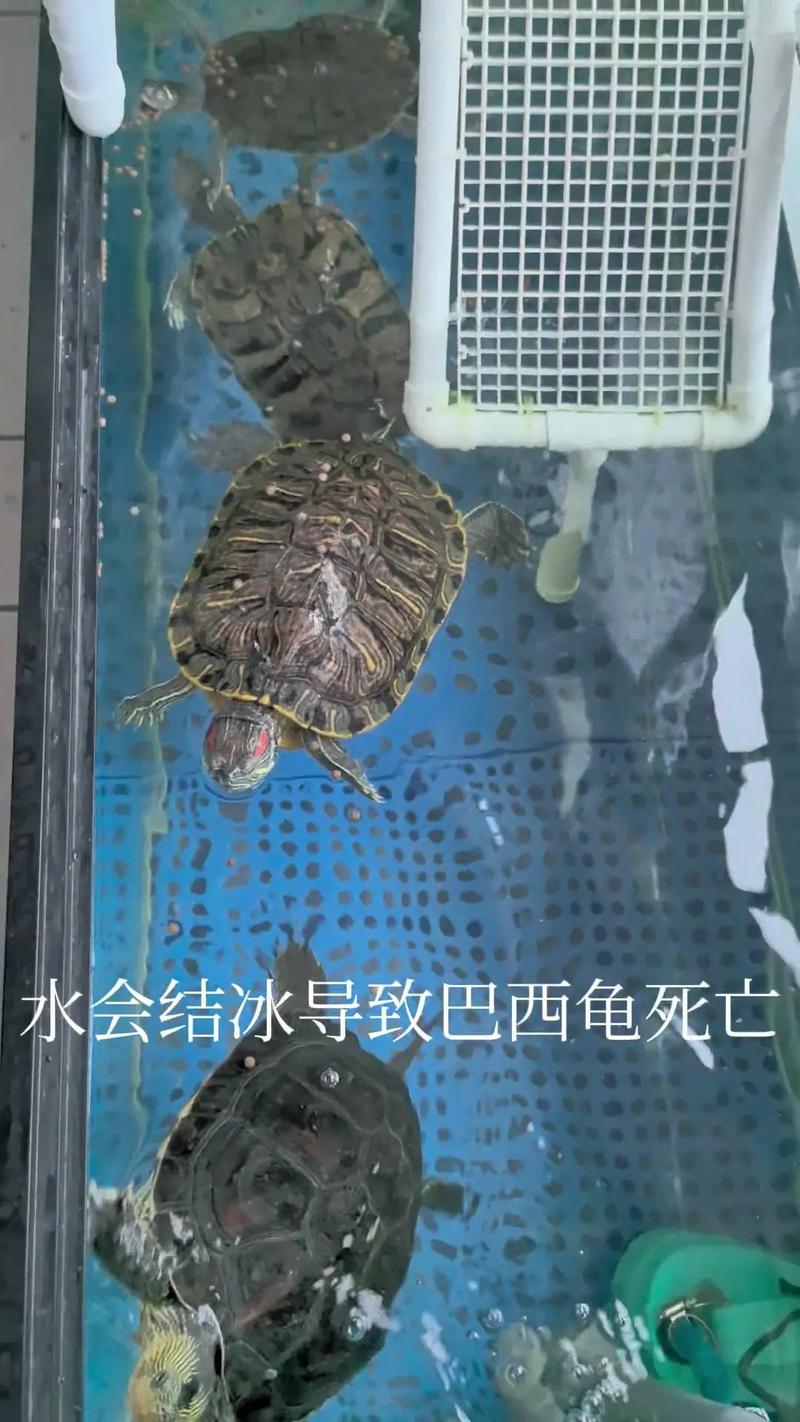 巴西龟会冬眠吗?冬眠需要注意什么