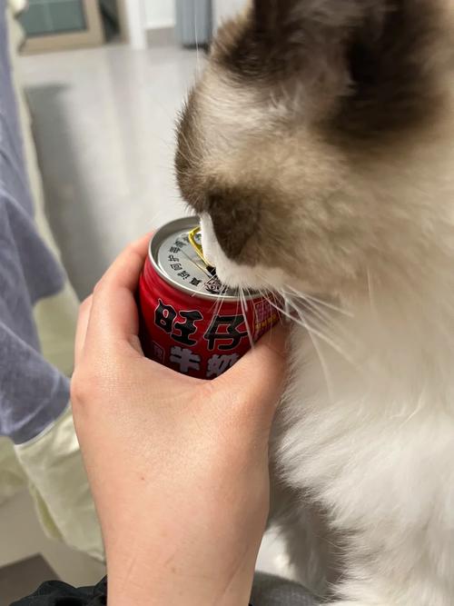 猫咪能喝旺仔牛奶吗？小猫咪可以喝旺仔牛奶嘛？
