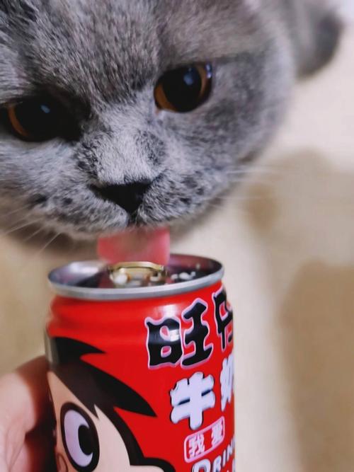 宠物猫可以喝旺仔吗?