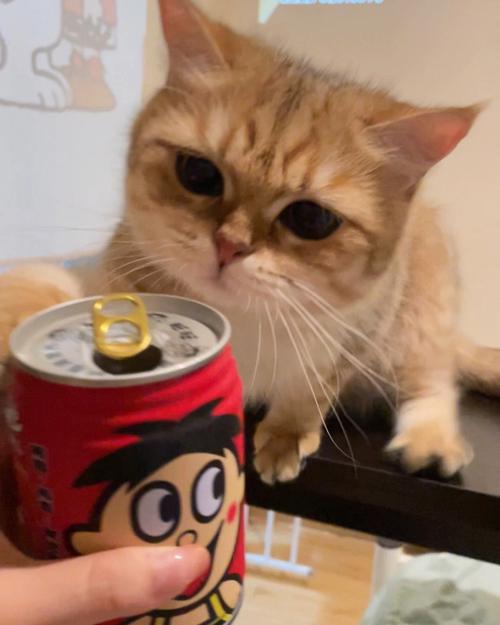 猫咪能喝旺仔牛奶吗