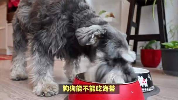 可以给狗狗吃海苔吗