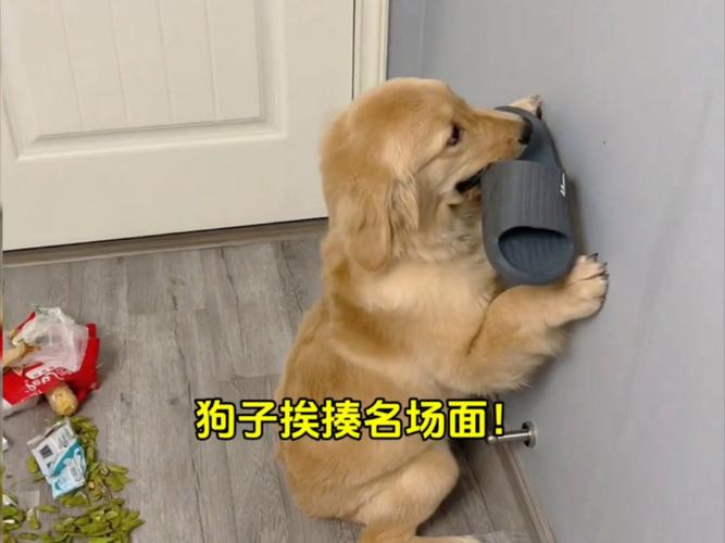 养了狗狗天天打它有啥不好的风水?