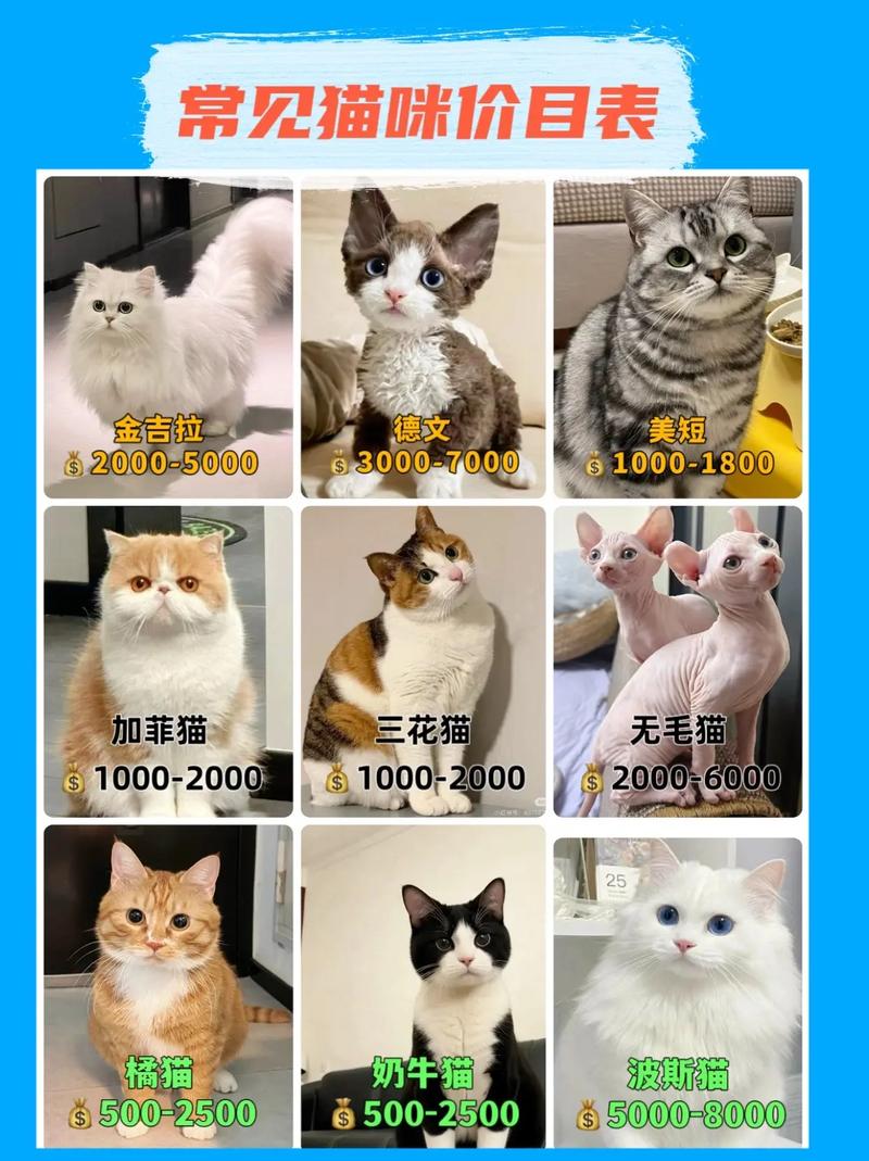 最便宜的品种猫是什么猫?