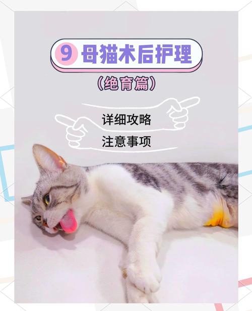 猫咪绝育手术后护理，猫咪绝育手术后护理指南？