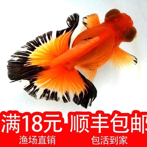 金鱼有什么品种???请上图片。