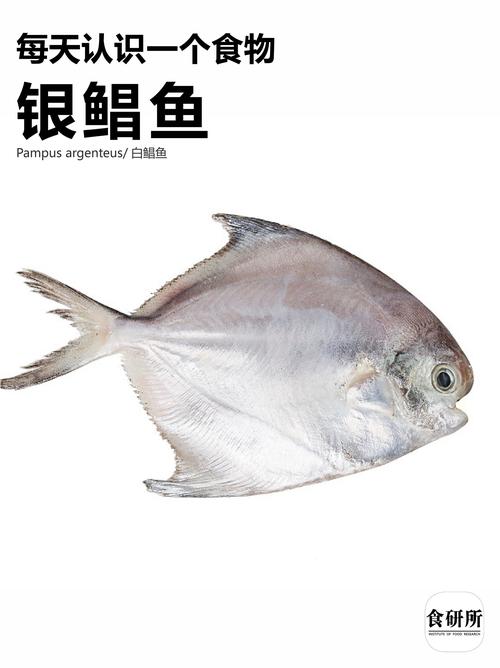 金仓鱼是什么鱼