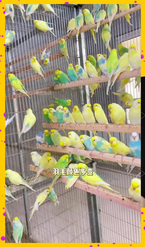 极品玉嘴黄冠亚马逊鹦鹉值多上钱