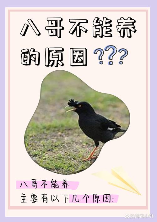 2024年允许私人养八哥鸟吗国家允许养的鸟有哪些