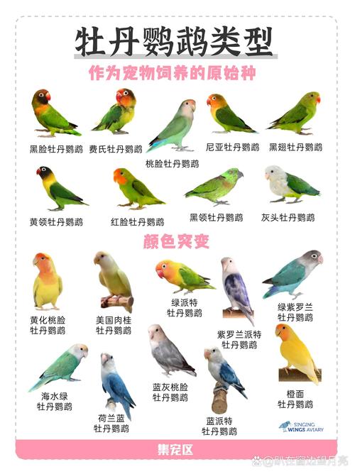 关于饲养黄桃脸牡丹鹦鹉
