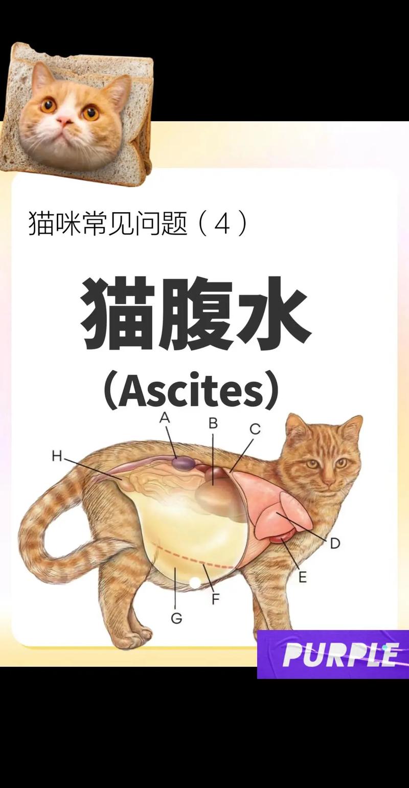 猫咪肾肿大有哪些症状，猫咪肾肿大有哪些症状表现